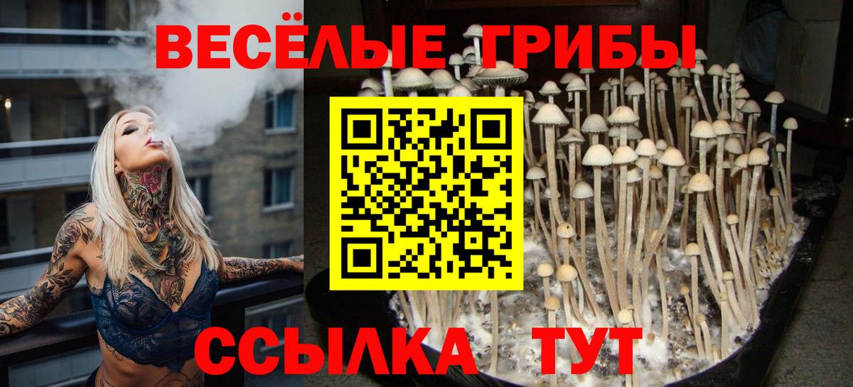 Псилоцибиновые грибы Psilocybe  Вход с VPN  купить  цена  Черногорск 